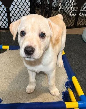A baby medium-sized female Hound dog named Karma for adoption in Malvern, PA