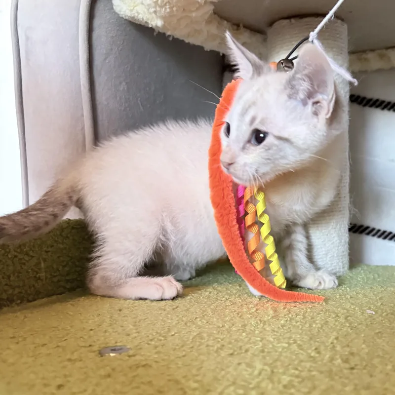 A baby small-sized male Siamese cat named Winnie for adoption in Coral Springs, FL