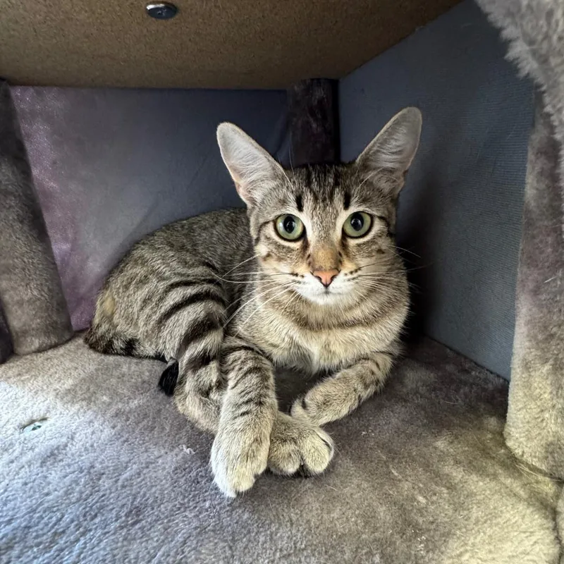 A young medium-sized female Tabby (Brown / Chocolate) Tabby cat named Thelma for adoption in Morgan Hill, CA