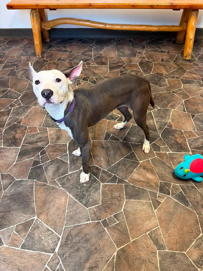 A young small-sized female Brown / Chocolate Pit Bull Terrier dog named Dumpling for adoption in Sterling Heights, MI