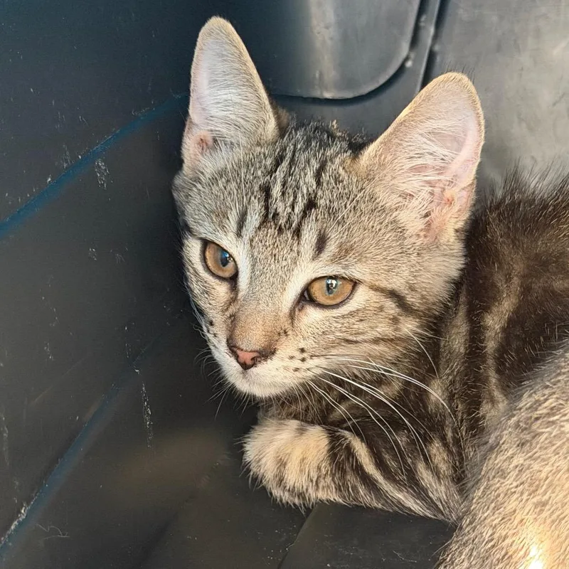 Kristoff thumbnail 2