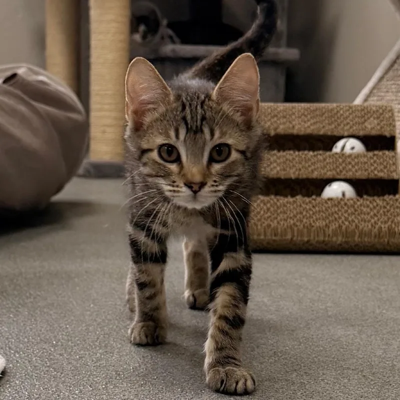 Kristoff thumbnail 3