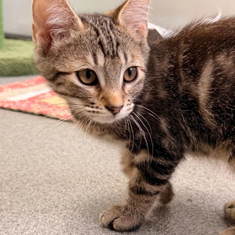 Kristoff thumbnail 4