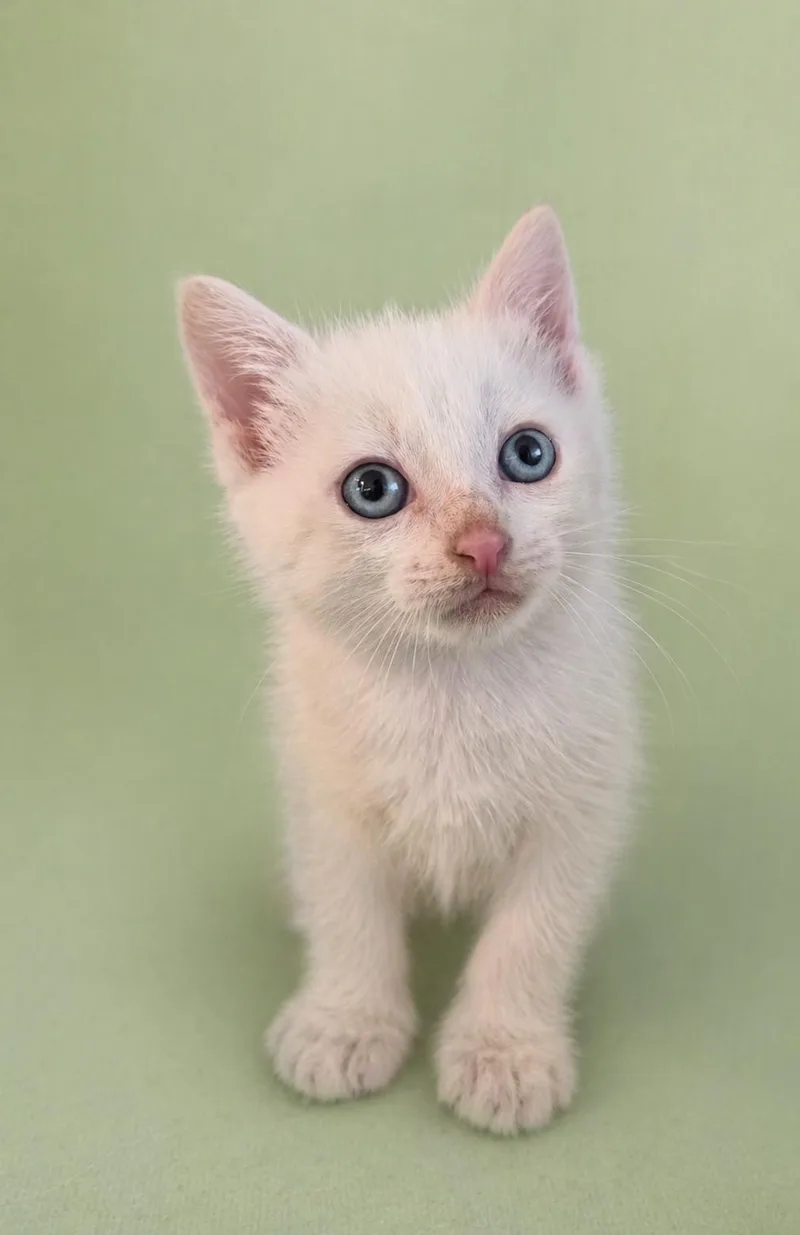 A baby medium-sized male White Domestic Short Hair cat named Lumen for adoption in Rosenberg, TX