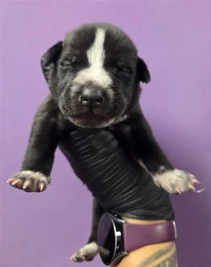 A baby small-sized male Black Australian Cattle Dog / Blue Heeler dog named Freddy for adoption in El Paso, TX