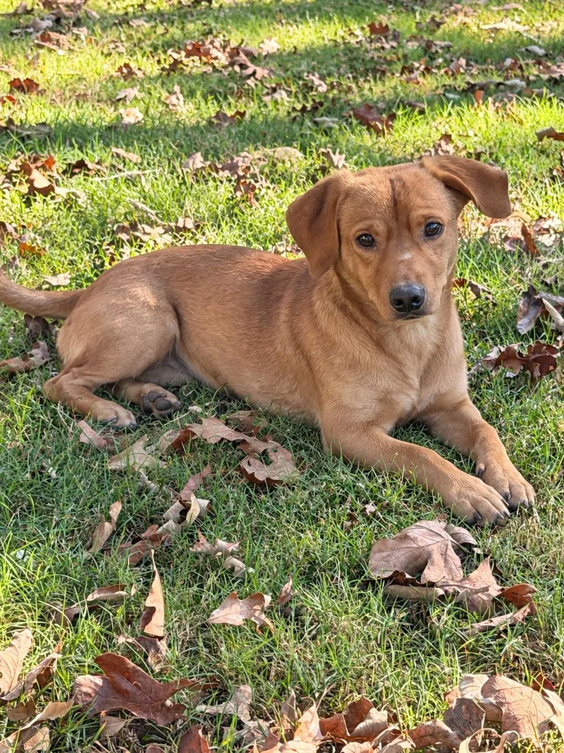 A young small-sized male Yellow / Tan / Blond / Fawn Terrier dog named Gully for adoption in Luttrell, TN