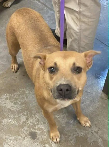 An adult medium-sized female Pit Bull Terrier dog named Honey for adoption in Bowling Green, KY