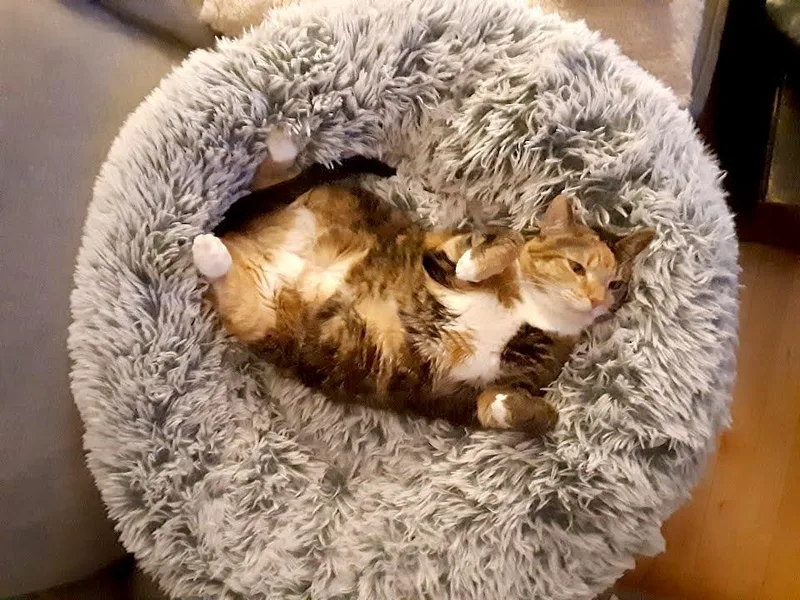 An adult extra large-sized female Domestic Short Hair cat named Toucan for adoption in Albemarle, NC