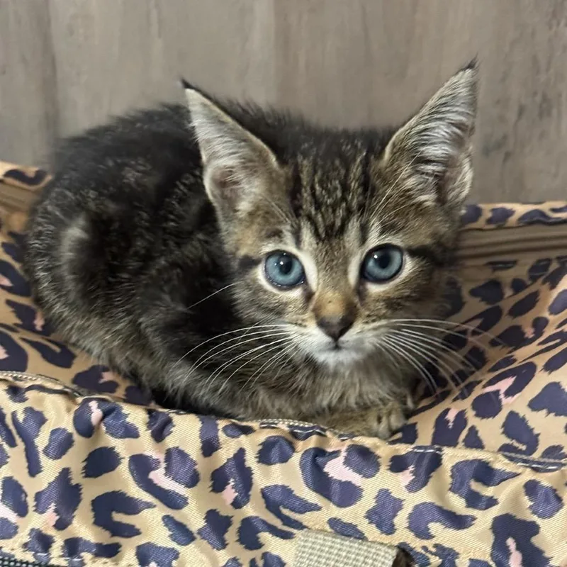 A baby small-sized female Brown / Chocolate Domestic Short Hair cat named Pollux for adoption in Fredericksburg, VA