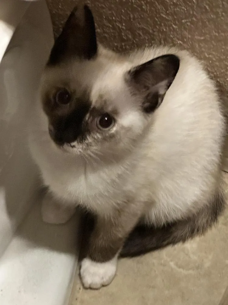 A baby small-sized female Domestic Short Hair cat named Purrsnickity for adoption in Dallas, TX