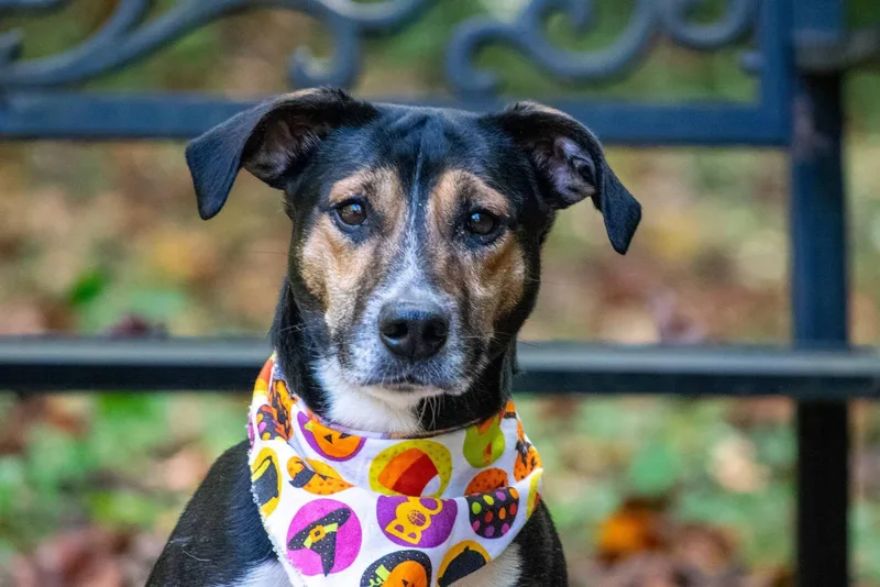 An adult medium-sized male Beagle dog named Huckleberry for adoption in Sevierville, TN
