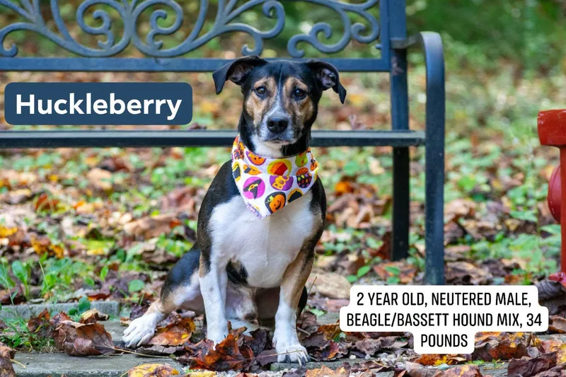 Huckleberry thumbnail 2