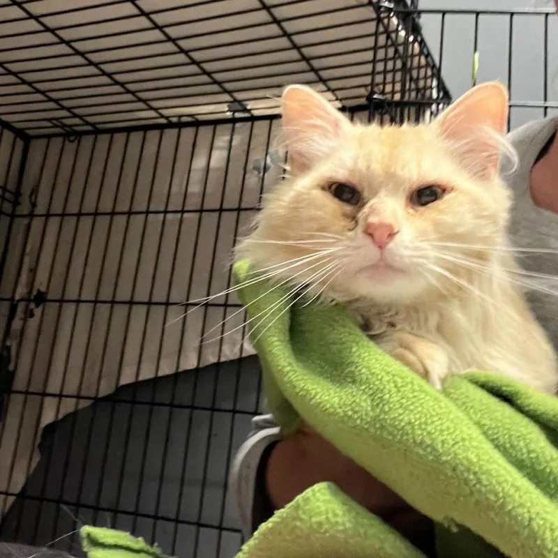 An adult medium-sized male Buff / Tan / Fawn Domestic Long Hair cat named Sebastian for adoption in Oak Hill, WV