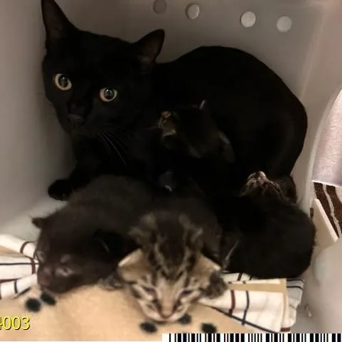 An adult large-sized female Domestic Short Hair cat named Irina for adoption in West Palm Beach, FL