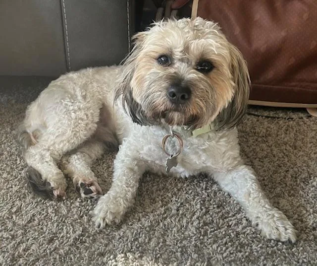 An adult small-sized male White / Cream Aussiedoodle dog named Theo for adoption in Williamsburg, VA