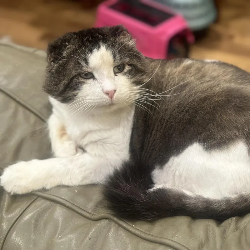 A senior small-sized male Brown / Chocolate Domestic Long Hair cat named Tookie for adoption in Grantsville, UT