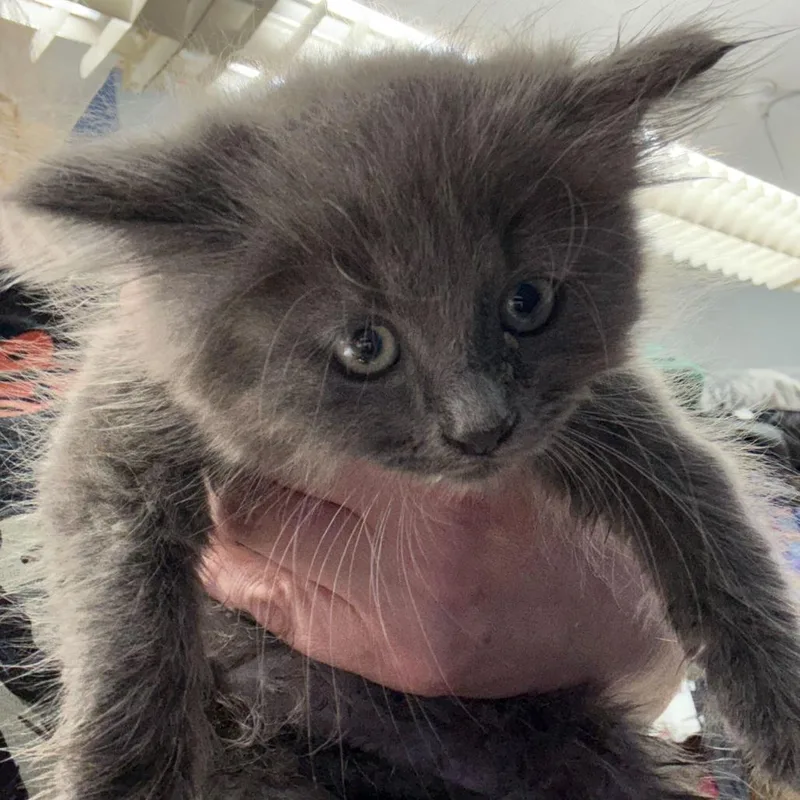 A baby small-sized male Gray / Blue / Silver Domestic Long Hair cat named Hank for adoption in Oak Hill, WV
