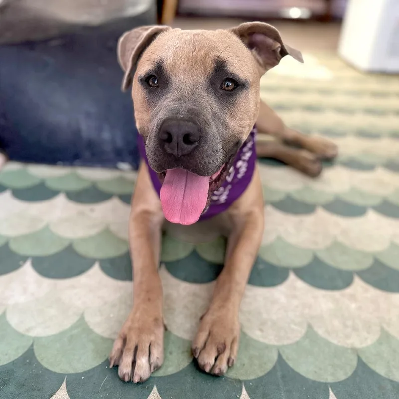 An adult medium-sized male Pit Bull Terrier dog named Cactus Guy for adoption in Austin, TX