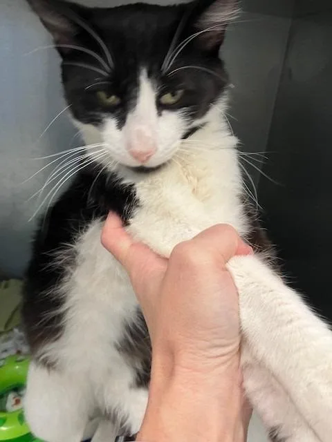 A young medium-sized male Domestic Short Hair cat named Baby Bob for adoption in Mustang, OK
