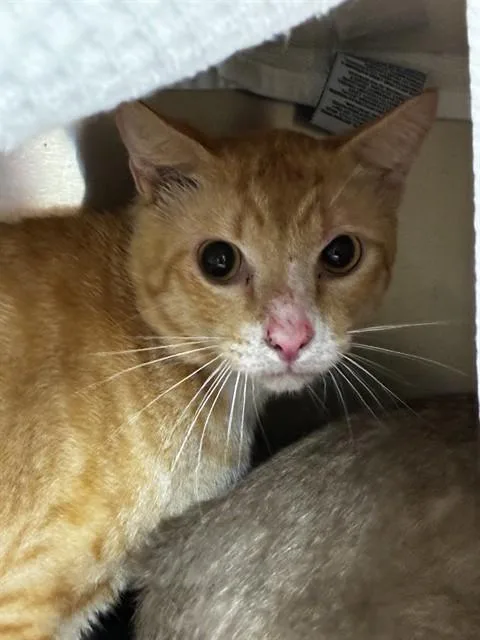 A young medium-sized male Domestic Short Hair cat named Pisces for adoption in Fort Lauderdale, FL