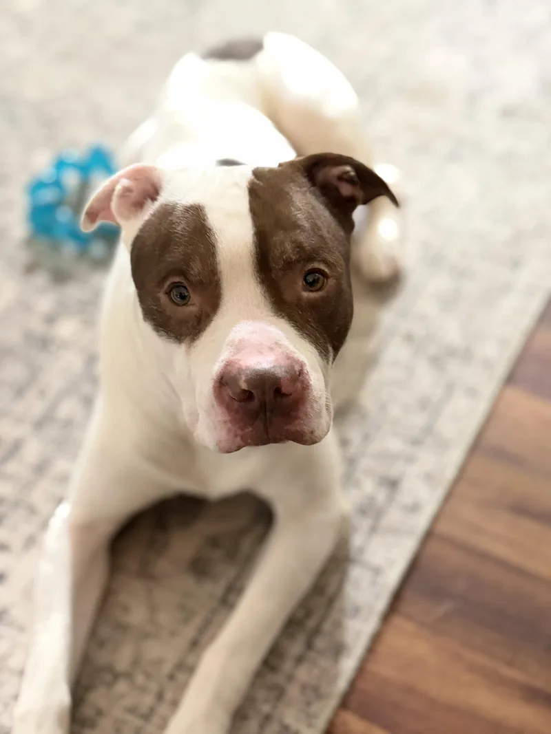 An adult medium-sized male Mixed Breed dog named Logan for adoption in University Place, WA