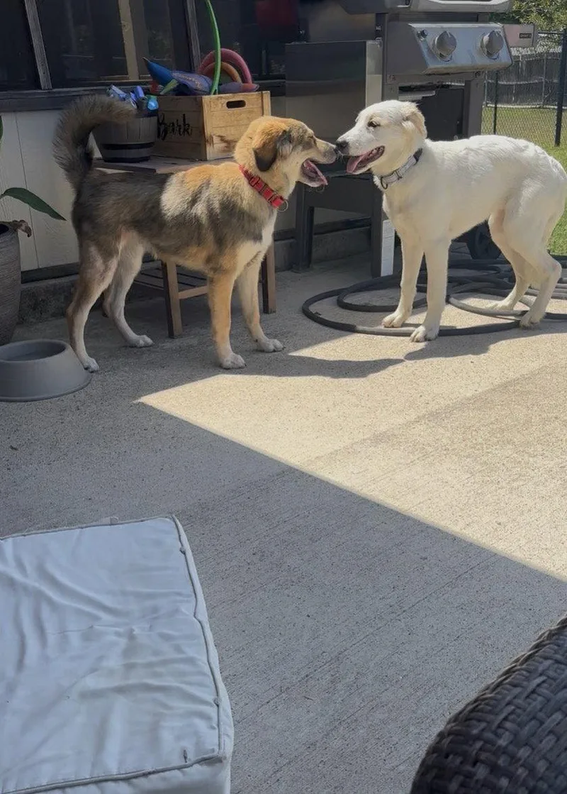 A baby medium-sized female Sheep Dog dog named Ava for adoption in Alvarado, TX