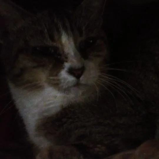 Feral Momma Cat thumbnail 2