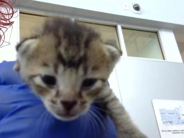 A baby medium-sized male Domestic Medium Hair cat named Cheshire for adoption in Dallas, TX