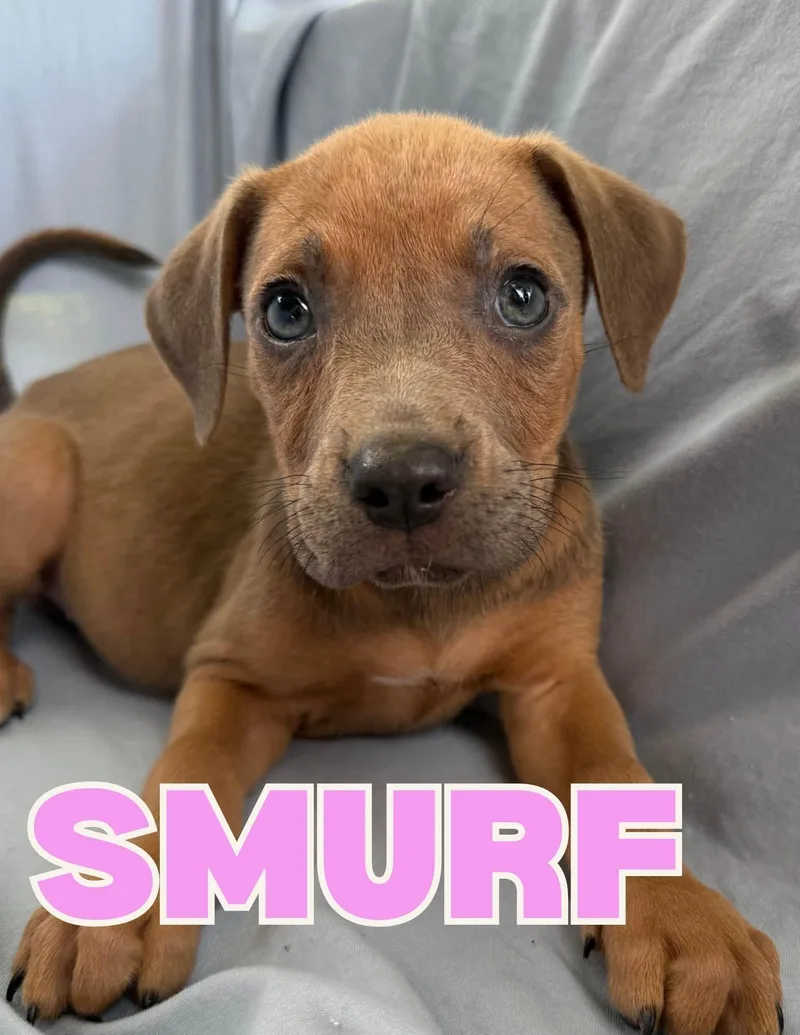 A baby large-sized female Pit Bull Terrier dog named Smurf for adoption in Shalimar, FL