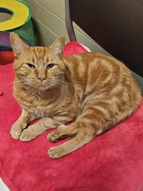 An adult medium-sized male Orange / Red Domestic Short Hair cat named Archie for adoption in Clyde, NC
