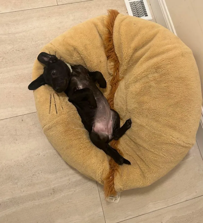 A baby medium-sized female Hound dog named Luna for adoption in Carmel, NY