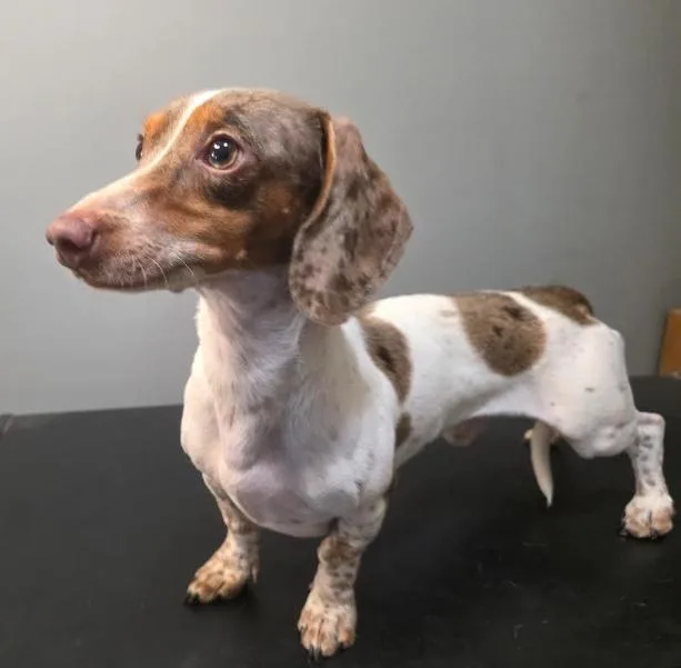 A young small-sized male White / Cream Miniature Dachshund dog named Chase for adoption in Manvel, TX