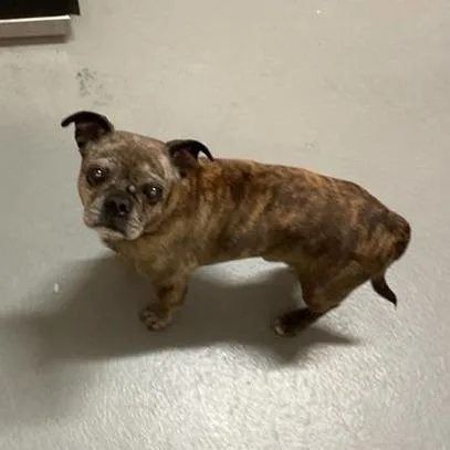 Louie