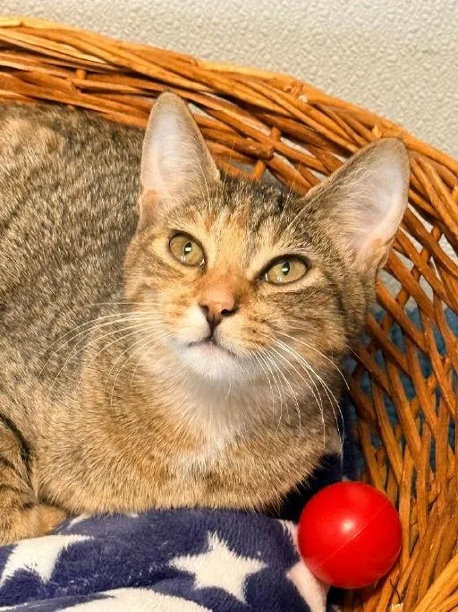 A baby medium-sized female Torbie Domestic Short Hair cat named Fancy for adoption in Winter Haven, FL