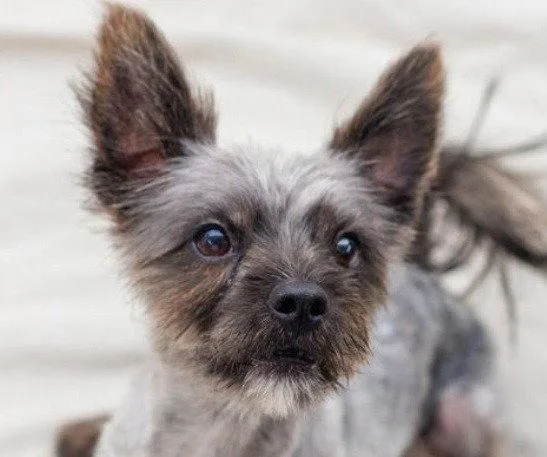 An adult small-sized male Cairn Terrier dog named Junior for adoption in Bloomfield, CT