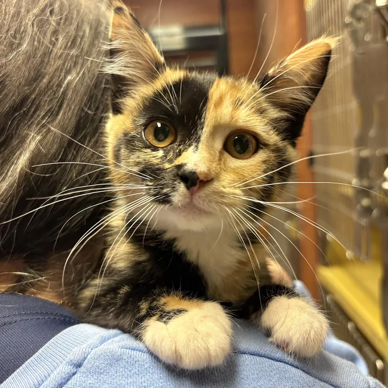 A baby medium-sized female Domestic Short Hair cat named Loretta for adoption in Sonora, CA