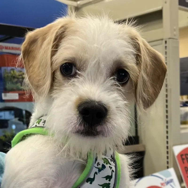 A baby small-sized male Yellow / Tan / Blond / Fawn Terrier dog named Hertl for adoption in Las Vegas, NV