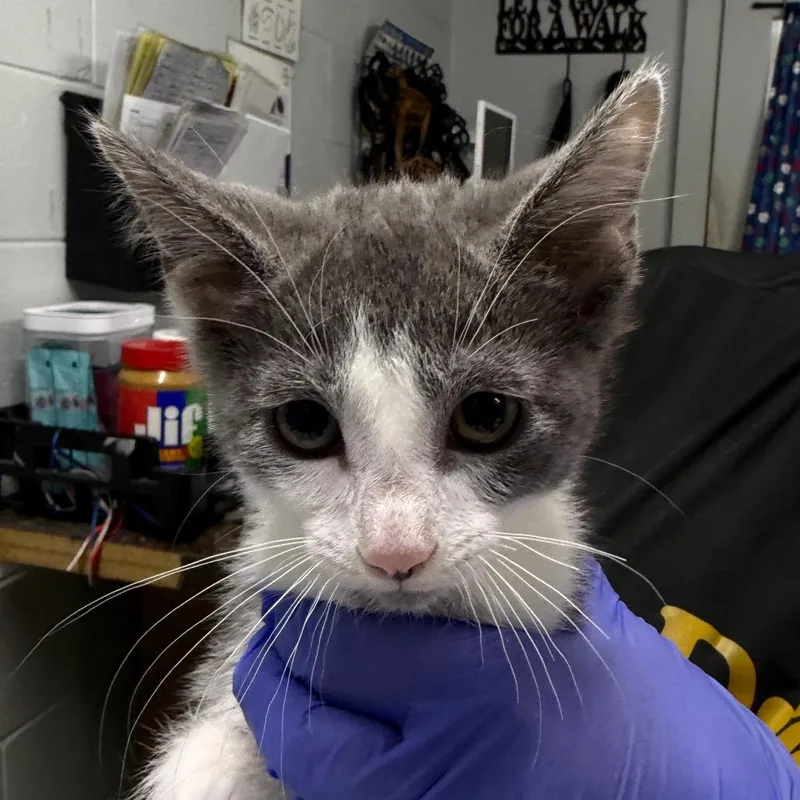 A baby small-sized male Gray / Blue / Silver Domestic Short Hair cat named Goofy for adoption in Summerville, SC
