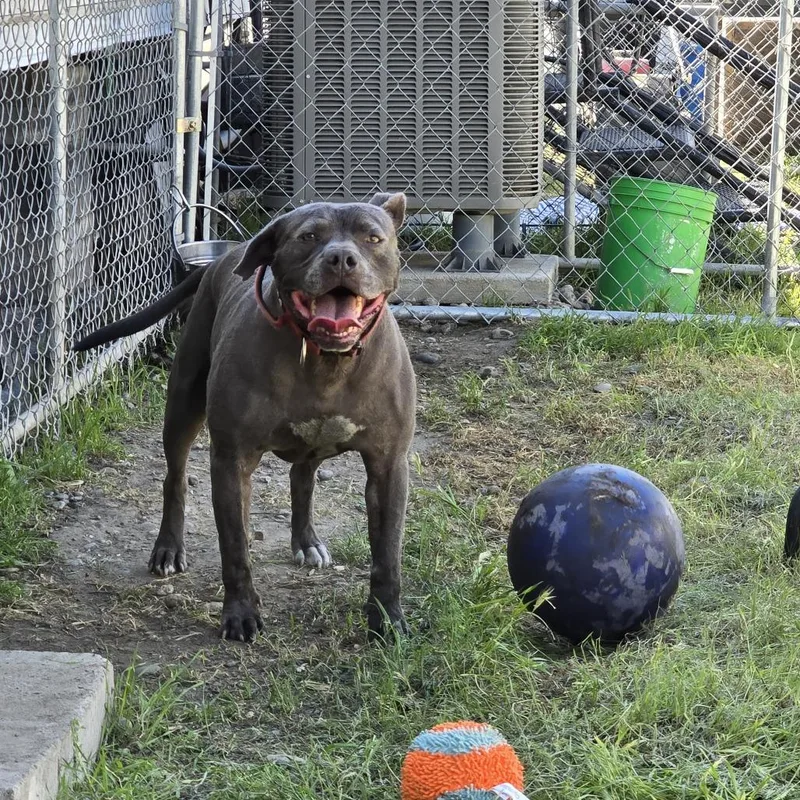 A senior large-sized male American Staffordshire Terrier dog named Ld for adoption in West Richland, WA