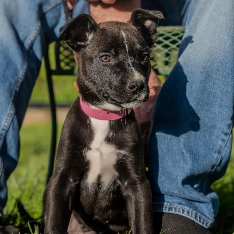 Willow thumbnail 3