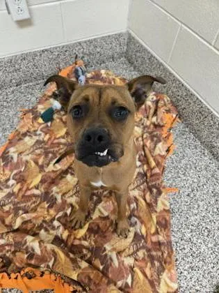 An adult medium-sized male Mixed Breed dog named Skittles for adoption in Westland, MI