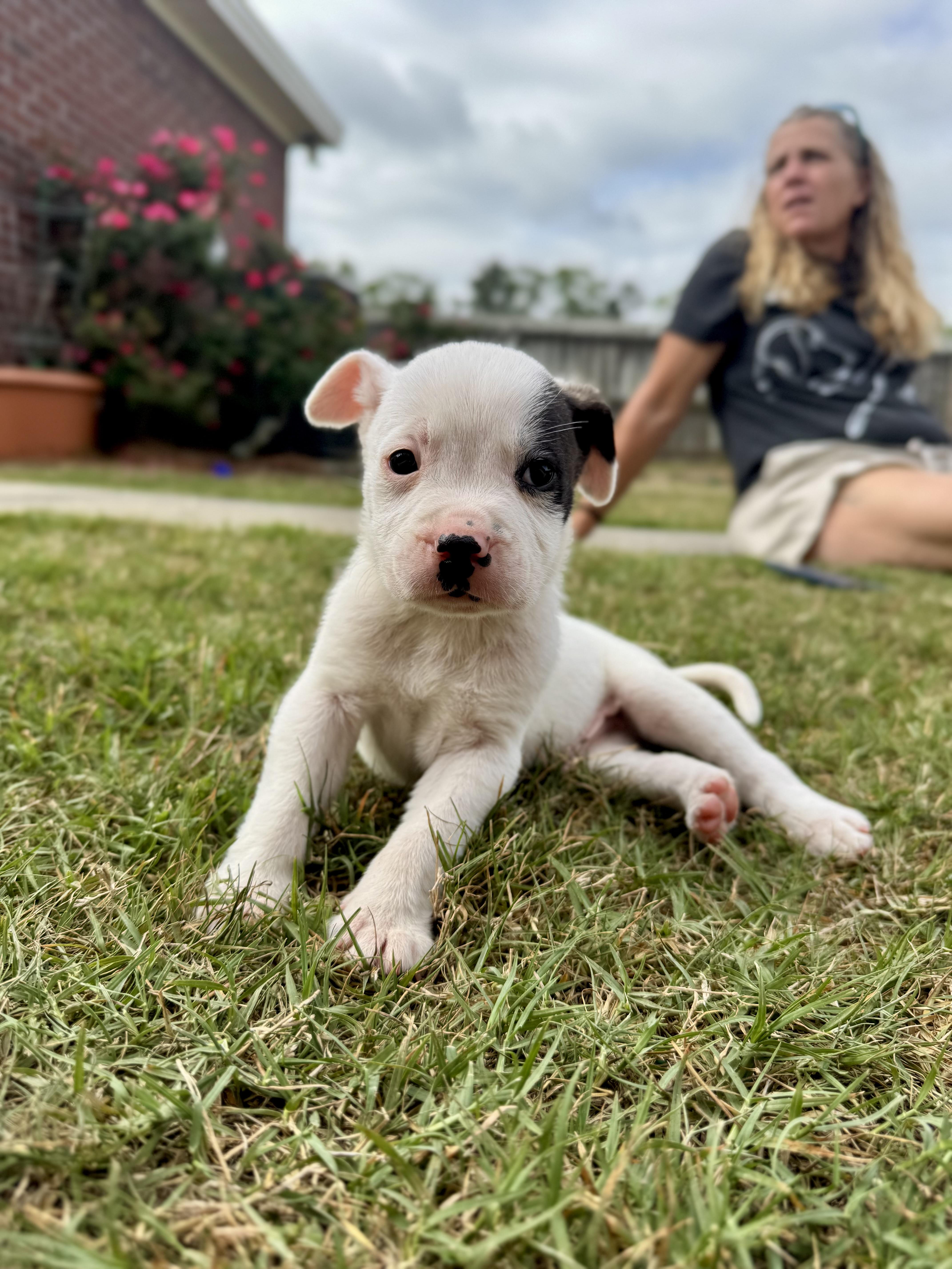 A baby large-sized male White / Cream Anatolian Shepherd dog named Steve for adoption in Mount Meigs, AL