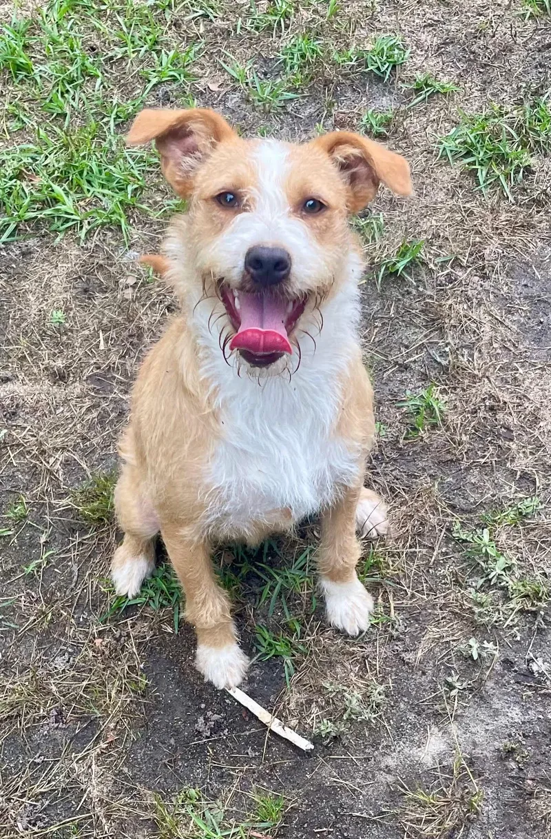 A young medium-sized female Golden Retriever dog named Pretzel for adoption in Augusta, ME