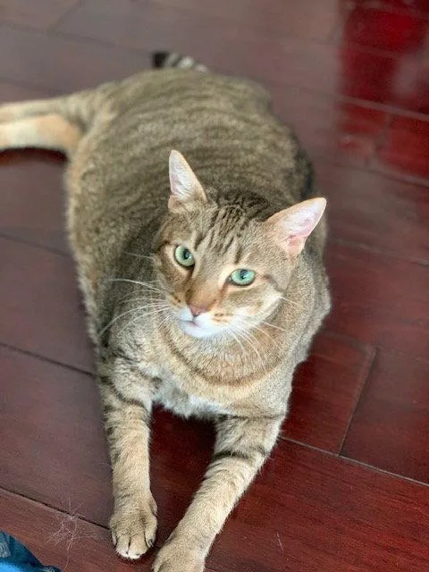 An adult medium-sized female Domestic Short Hair cat named Uma for adoption in Herndon, VA