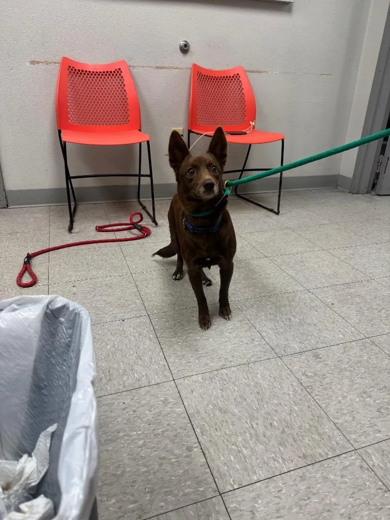 An adult medium-sized female Pit Bull Terrier dog named Lynn for adoption in Sorrento, LA