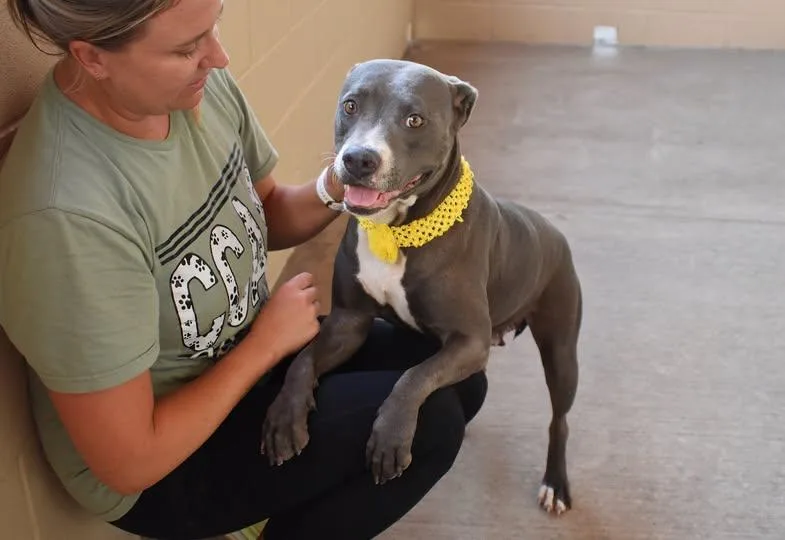 A young medium-sized female Pit Bull Terrier dog named Peeta for adoption in McKinney, TX