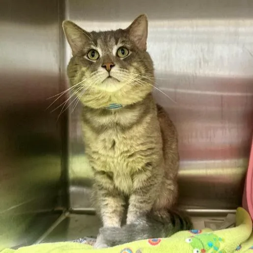 An adult large-sized male Gray / Blue / Silver Domestic Short Hair cat named Kevin for adoption in South Elgin, IL