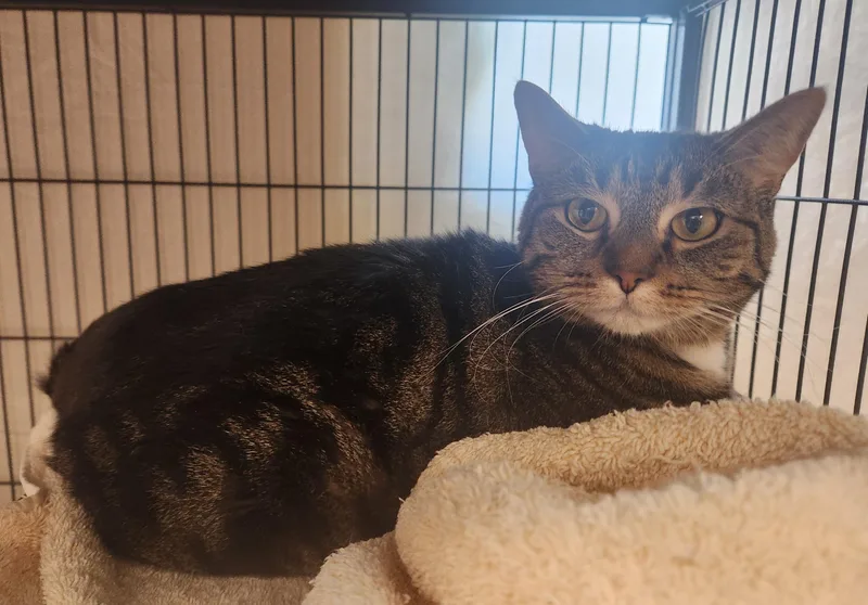 A young medium-sized female Tabby (Brown / Chocolate) Domestic Short Hair cat named Aloura for adoption in Clayton, NJ