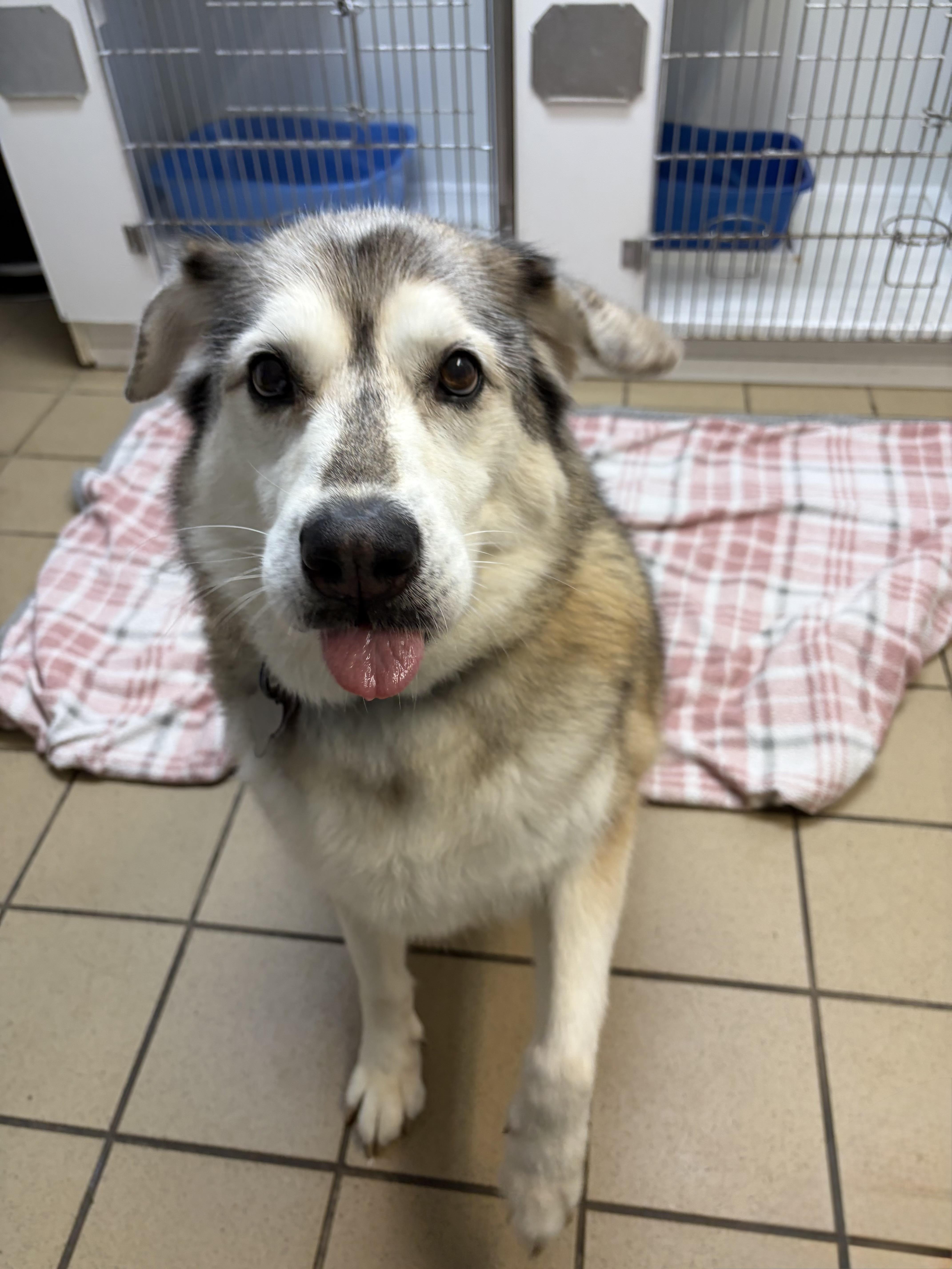 An adult medium-sized female Husky dog named Laika for adoption in Pittsburgh, PA