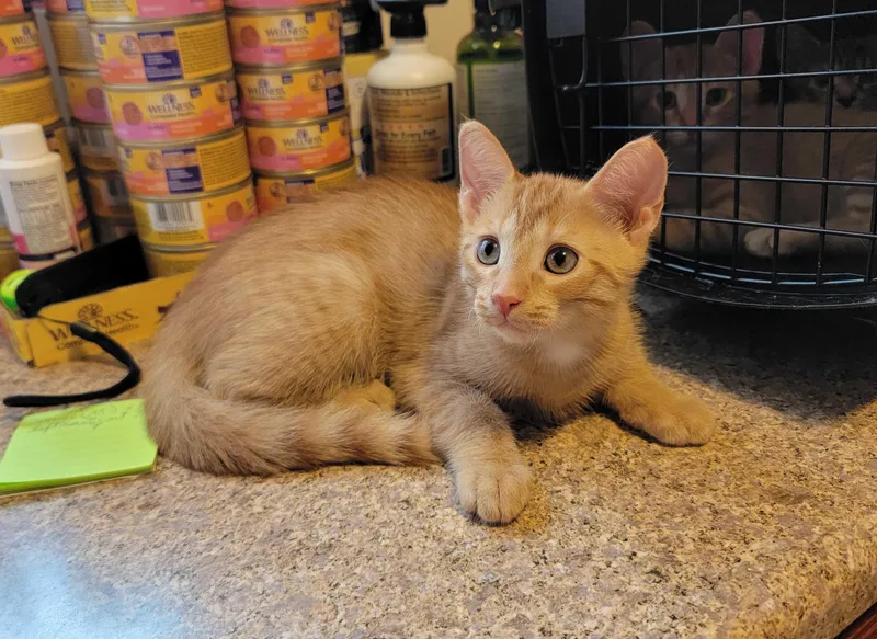 A baby small-sized male Tabby (Orange / Red) American Shorthair cat named Sahara for adoption in North Bergen, NJ